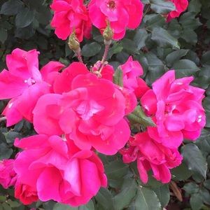 Meet your Posher, Destiny